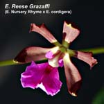 E. Reese Grazaffi (Enc. Nursery Rhymne x Enc cordegeria)_0498