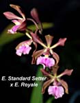 E. Standard Setter x E. Royale _3770