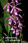 E. adenocaula x E. phoenicea_6285