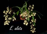 E. alata 3643