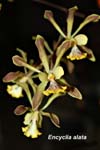 E. alata _2917