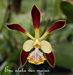 E. alata var majus_0488