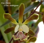 E. alata x Enc. Ambigum_0842