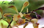E. alata_3367
