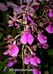 E. atropurpureum_5972