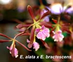 E. bractescens_3424