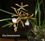 E. bractescens_6392