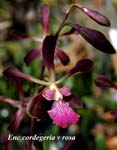 E. cordegeria v rosa_0139