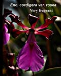 E. cordigera var. rosea_2910