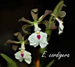 E. cordigera_6389