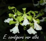 E. cordigeria alba_9615