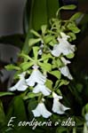 E. cordigeria v alba_5355