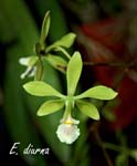 E. diurna_3432