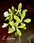 E. diurna_5878