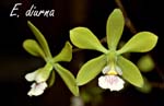 E. diurna_5882
