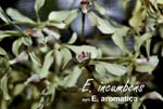 E. incumbens_3439