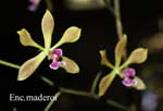 E. maderoi_9658