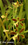 E. patens_8431