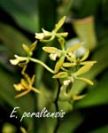 E. peraltensis_2081