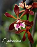 E. phoenicea_4119