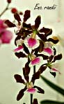 E. randii_0300