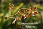 E. tampensis var alba x E. chiapasensis_3680