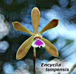 E. tampensis_2985