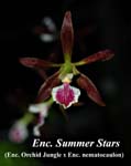 Enc. Summer Stars_7957