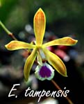 Enc. tampensis _0823