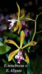 Enc. tenebrosa x Enc. Aligate