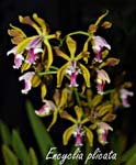 Encyclia plicata _5719