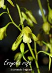 Encyclia rufa _7890