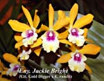 Eny. Jackie Bright _7668