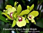 Eny. Jackie Bright_5809