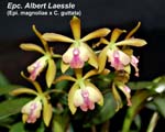 Epc. Albert Laessle _3428