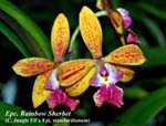 Epc. Rainbow Sherbet _6030