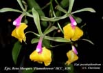 Epc. Rene Marques 'Flamethrower' HCC_AOS