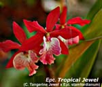 Epc. Tropical Jewel _2742
