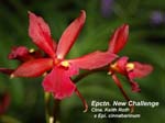 Epctn. New Challenge (Ctna. Keith Roth x Epi. cinnabarinum)_1687