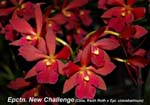 Epctn. New Challenge_5594