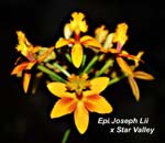 Epi. Joseph Lii x Star Valley_8918