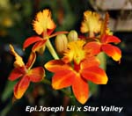 Epi. Joseph Lii x Star Valley_9317