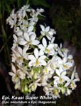 Epi. Kauai Super White (Epi. secundum x Epi. ibaguense)_2720
