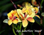 Epi. LakeView _Angel _7867 (3)