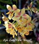 Epi. LakeView _Angel_7615