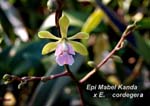 Epi. Mabel Kanda x E. cordegera_9190
