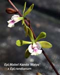 Epi. Mabel Kanda x Epi randianum _6562