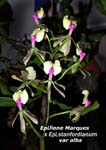 Epi. Rene Marques x Epi stainfordianne var alba 0874