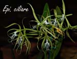 Epi. ciliare5853