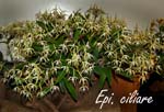 Epi. ciliare_5346